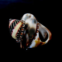 Load image into Gallery viewer, Rings-01276